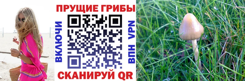 Галлюциногенные грибы GOLDEN TEACHER Михайловка